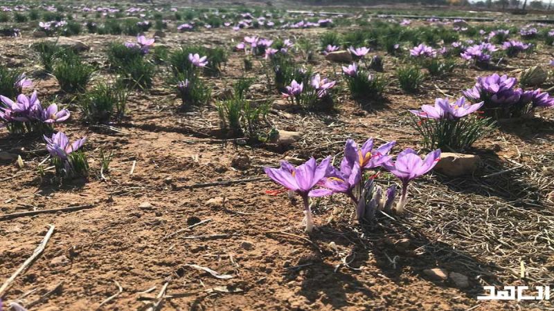زراعة الزعفران في البقاع الشمالي: ذهب بنفسجي بدل الحشيشة