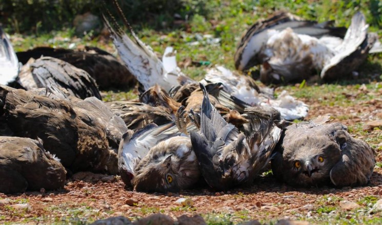 420 نوعاً من الطيور تُشكّل ثروة بيئية للبنان فهل يستفيد منها؟